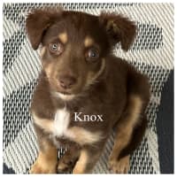 Photo of Knox 💙🐻