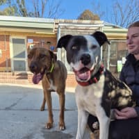 Photo of Pikelet 🥞