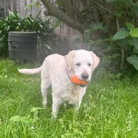 Photo of Kulfi