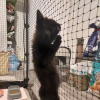 Photo of Benji (Female)