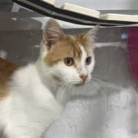 Photo of Aslan And Mr Squiggle