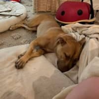 Photo of Willow