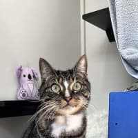 Photo of Thor