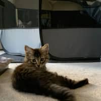 Photo of Socks & Mushroom