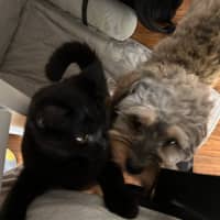 Photo of Shadow