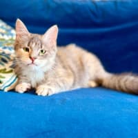 Photo of Dimity   In Foster Caer In Brunswick East