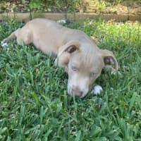 Photo of Bodhi 😎🐶