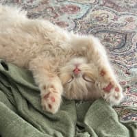 Photo of Pudding And Dumpling