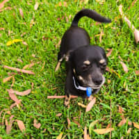 Photo of Leo   1 Year Old Chihuahua 