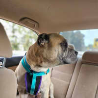 Photo of Diesel