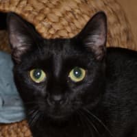 Photo of Ally   Available At Pet Quarters Tuggerah