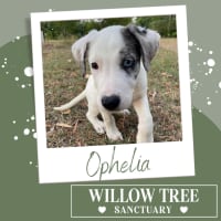 Photo of Ophelia