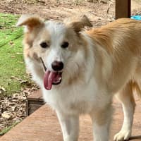 Photo of Biscuit