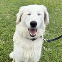 Photo of Caspian