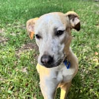 Photo of Pedro *$350 Adoption Fee*
