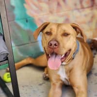 Photo of 🐁 Danger Mouse 6840 🐁