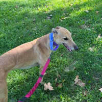 Photo of Kashi, The Greyhound Queen 👑