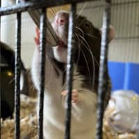 Photo of Galaxy & Apollo