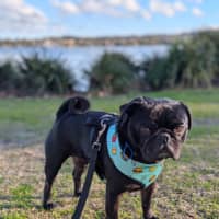 Photo of Buttons   4 Year Old French Bulldog X Pug