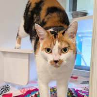 Photo of Goldie