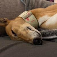 Photo of Clover The Greyhound