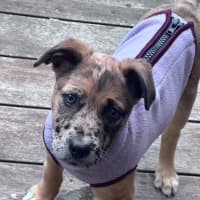Photo of Dottie 