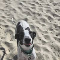 Photo of Zoe, The Greyhound