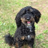 Photo of Teddy
