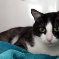 Photo of Bandit Sta015273