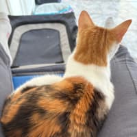 Photo of Annabelle