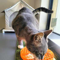 Photo of Grey