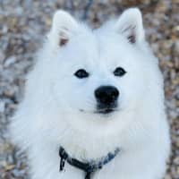 Photo of Aspen