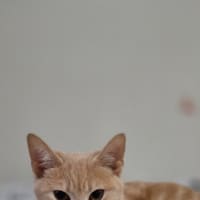 Photo of Caramilk