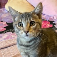 Photo of Tamaki ** 2nd Chance Cat Resce**