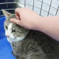 Photo of Mochi