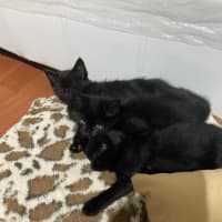 Photo of Nightsky