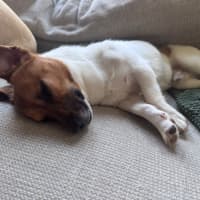 Photo of Teddy