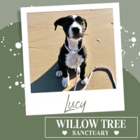 Photo of Lucy