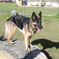 Photo of Bessy