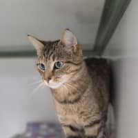 Photo of Kedi 