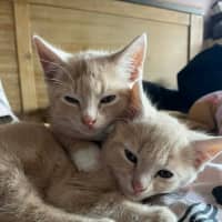 Photo of Mufassa   In Foster Care In Bentleigh East