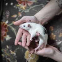 Photo of Ginkgo & Blossom