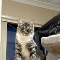 Photo of Olive