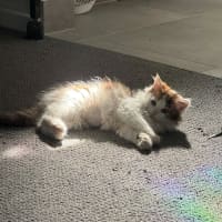 Photo of Bubbles Jr