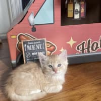 Photo of Apricot 🧡