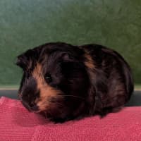 Photo of Smokey