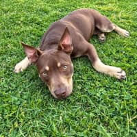 Photo of Tucker