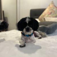 Photo of Hairy Mac Clary 