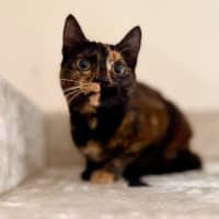 Photo of Vixen   In Foster Care In Bellfield