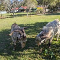 Photo of Bumper And Sonic